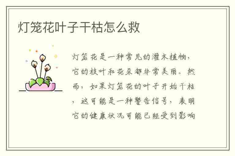 灯笼花叶子干枯怎么救(灯笼花叶子干枯怎么救活)